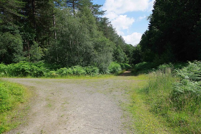 Intersection of forestry road and two footpaths, Blackgraves Copse, Wyre Forest near Buttonoak