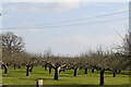 TQ7329 : Orchard by N Chadwick
