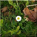 New Year Daisy ? Bellis perennis