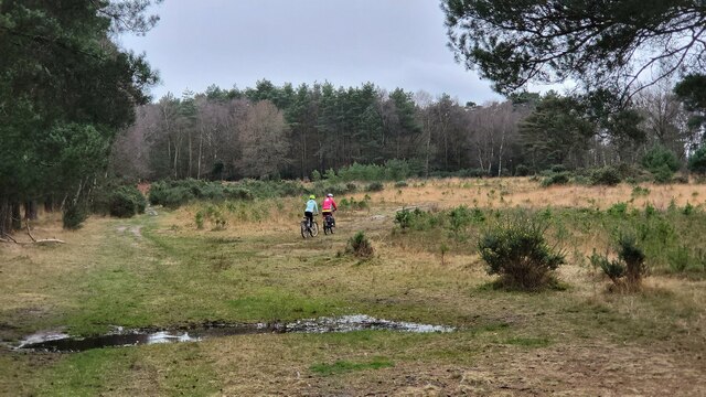 Cyclists in the Forest of Eversley
