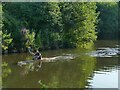 Kayaker on the river Tone in Taunton