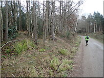 TQ7433 : Main track in Bedgebury Forest by Marathon