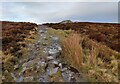 SO3698 : Cross Britain Way on the Stiperstones by Mat Fascione