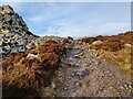 SO3698 : The Shropshire Way on the Stiperstones by Mat Fascione