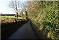 Moss Lane towards Over Tabley