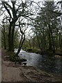 River Erme in Lukesland Wood