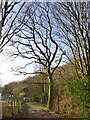 Solitary winter tree 