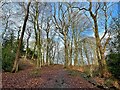 Trees beside a footpath 