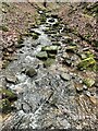 Stream in Pot House Wood