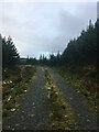 NN1984 : Forestry road near Gairlochy by Steven Brown