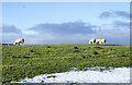 NZ0635 : Sheep grazing near snow patch by Trevor Littlewood
