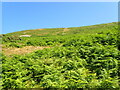 SH3342 : Bracken covered hillside near Pistyll by Eirian Evans