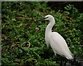 Little Egret