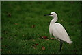 Little Egret