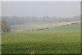 Misty view of the North Downs scarp slope from the Pilgrims