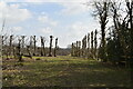 Sussex Border Path