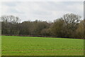 Farmland by Sussex Border Path