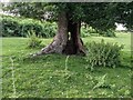 Tree by Yew Tree Croft (Bircher)