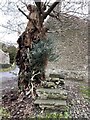 Old oak tree, Llanegwad