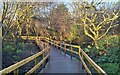 Early morning sun on the boardwalk through Prislow Woods