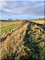 Overgrown footpath