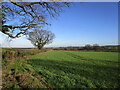 Autumn sown crop off Snarrow