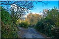 Lustleigh : Country Lane