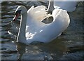 Mute swan, Kearsney Abbey