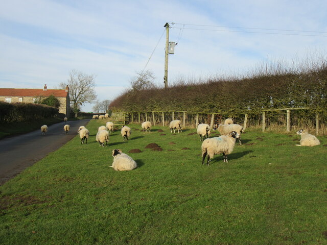 Sheep at Low Cross