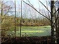 SK3016 : Pond in Moira Junction Nature Reserve by Ian Calderwood