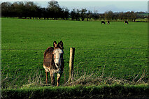 H5767 : Donkey, Ballykeel by Kenneth  Allen
