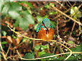 Female kingfisher at Forest Farm