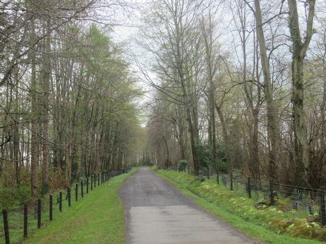 Road Through Plantation towards Dissington Old Hall