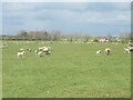 NZ1172 : Sheep and Farmland near Silverhill by Les Hull