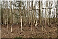 TQ5436 : Silver birches, Broadwater Warren by N Chadwick
