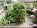 Camellias in the glasshouse