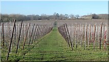TR2458 : Orchard, Wenderton Farm, near Wingham by pam fray