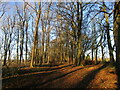 Woodland track near Belton Ashes