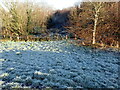 Heavy frost near Lesnes Abbey