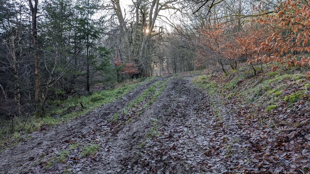 Stanbroughs Wood