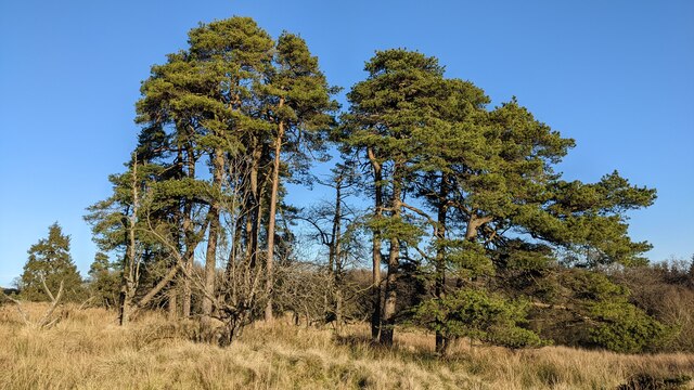 Trees by Big Pool (Brown Clee Hill)