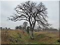SP9821 : Ditch on Totternhoe Knolls with mature trees in it by Jeremy Bolwell
