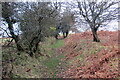 Llwybr Tynycoed / Tynycoed path