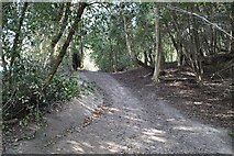 TQ4125 : Woodland footpath by N Chadwick