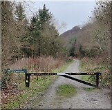 SO3383 : Track through the woodland at Sunnyhill by Mat Fascione