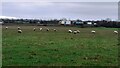 NY4060 : Sheep in field on north side of M6 by Roger Templeman