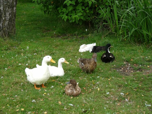 Ducks on Hankelow Green