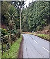 SO4514 : Exotic roadside tree, Hendre, Monmouthshire by Jaggery