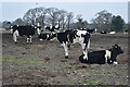 SZ1794 : Cattle in field beside Hawthorn Road by David Martin