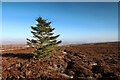 SE0196 : Isolated spruce on Gibbon Hill by Andy Waddington